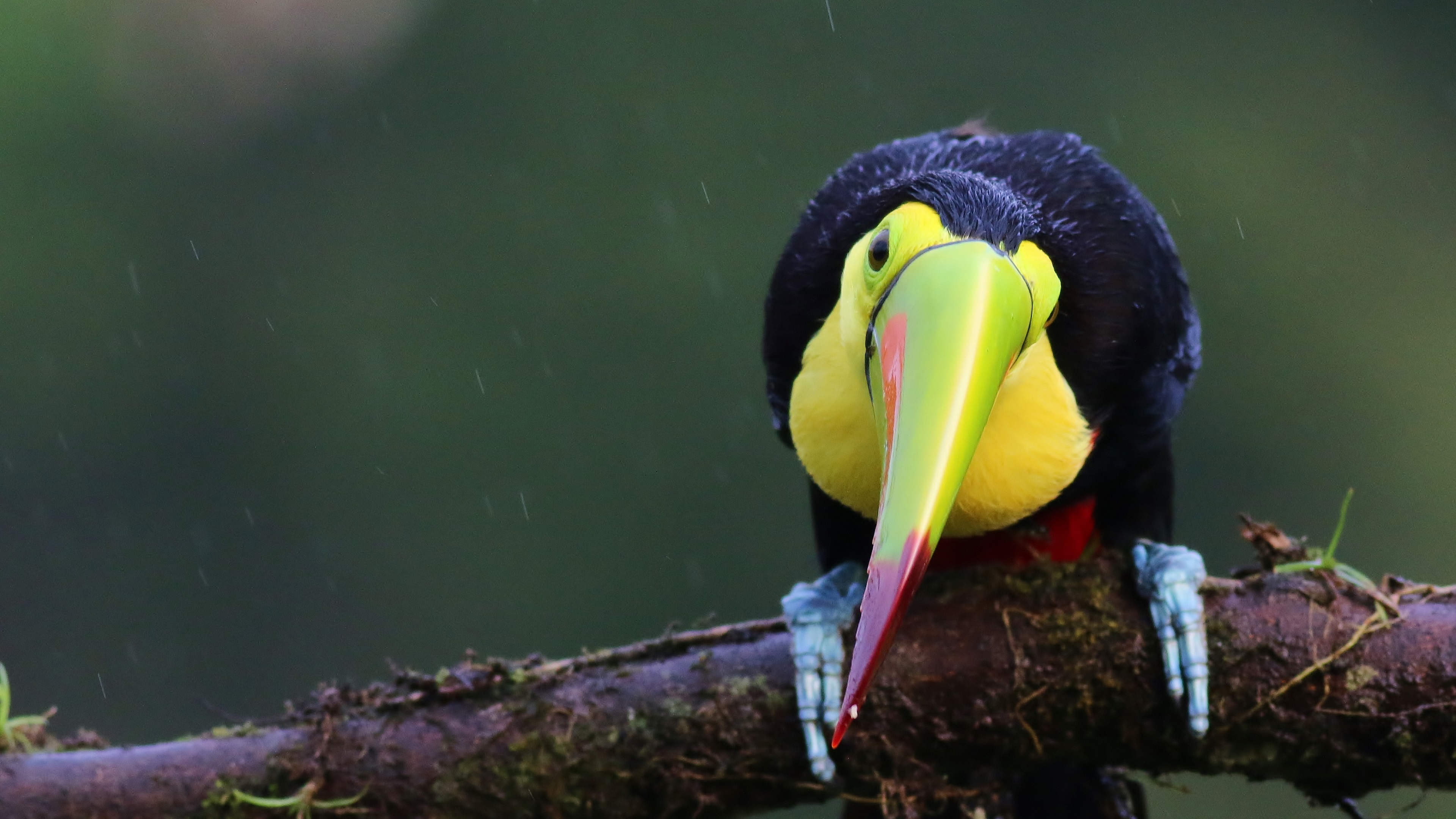 Keel-billed Toucan